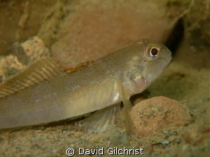Goby sp.,Niagara River Night Dive by David Gilchrist 